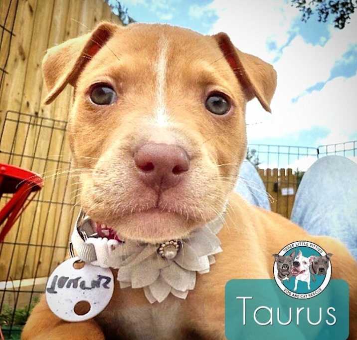 Photo of Taurus Ford