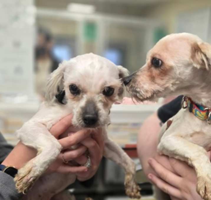Photo of DEXTER & Coco - BONDED PAIR
