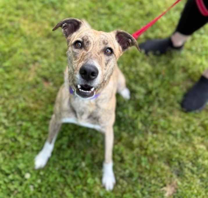 Photo of Lola (Cricket)