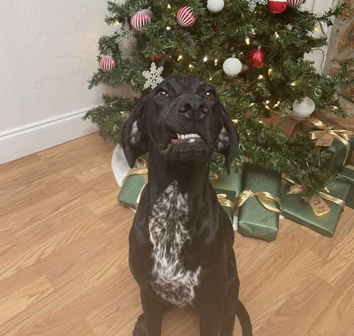 Photo of Bella