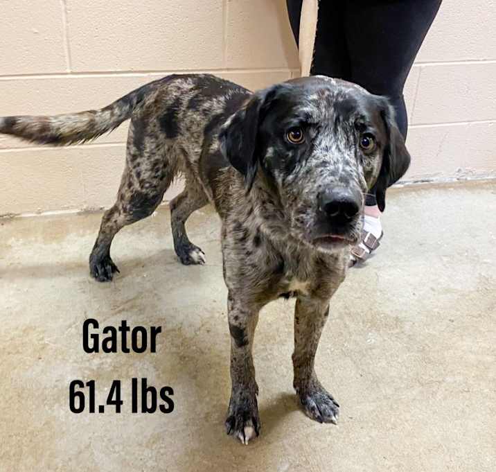 Photo of Gator