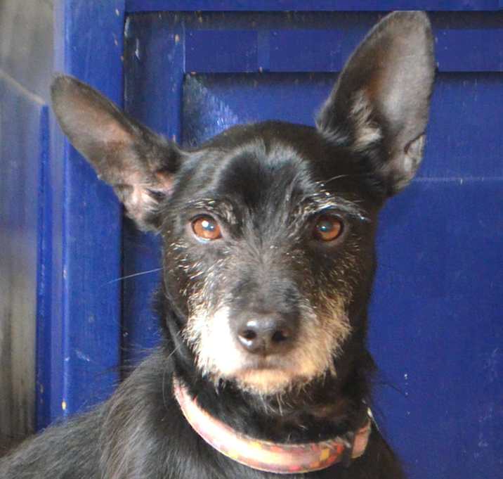 Photo of Kobi