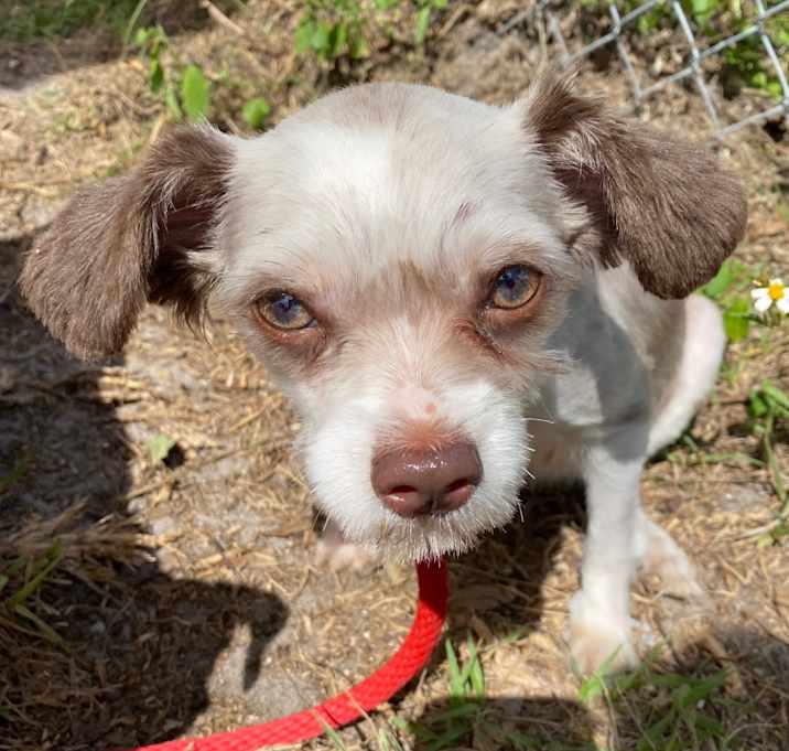 Photo of Taro