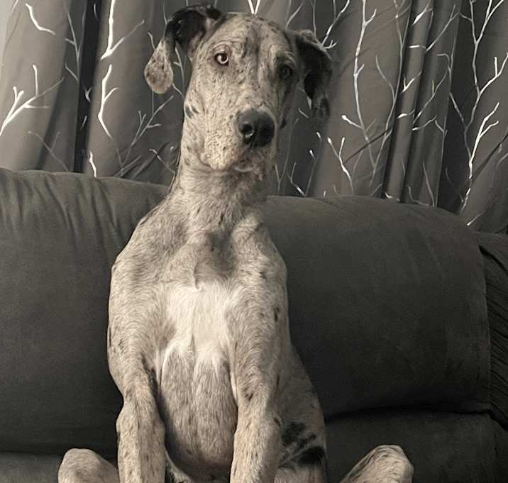 Photo of Willow