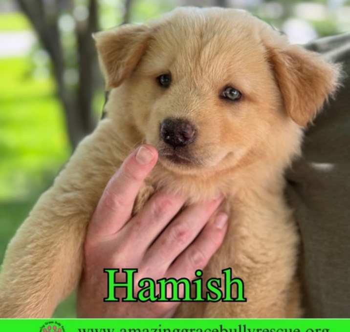 Photo of Hamish