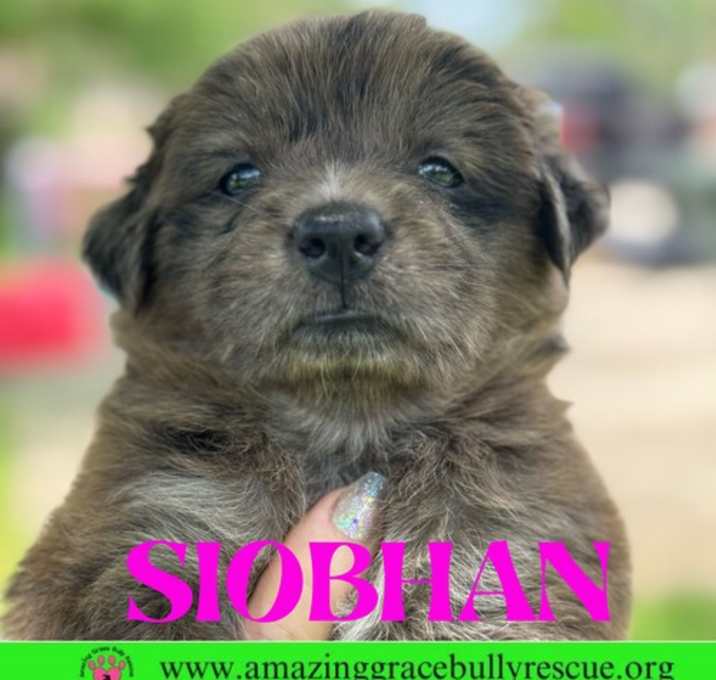 Photo of Siobhan