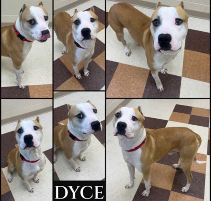 Photo of Dyce