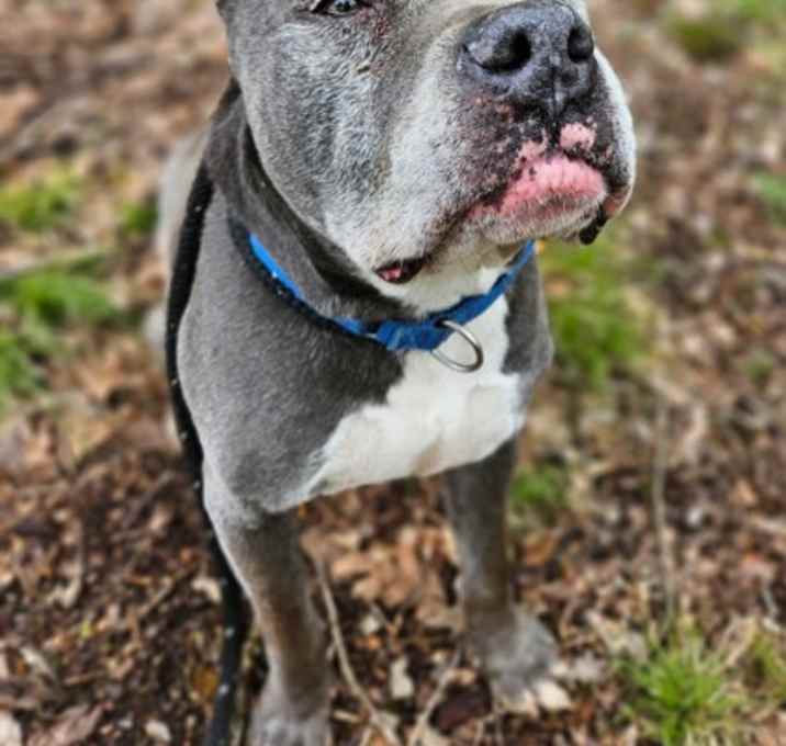 Photo of Cookie