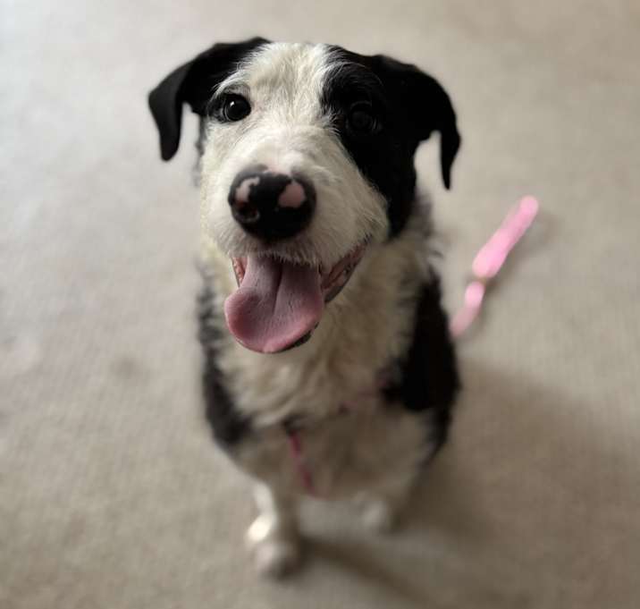 Photo of Scout