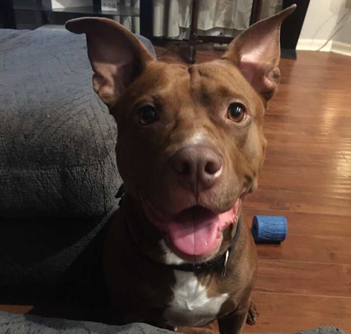 Photo of Amber