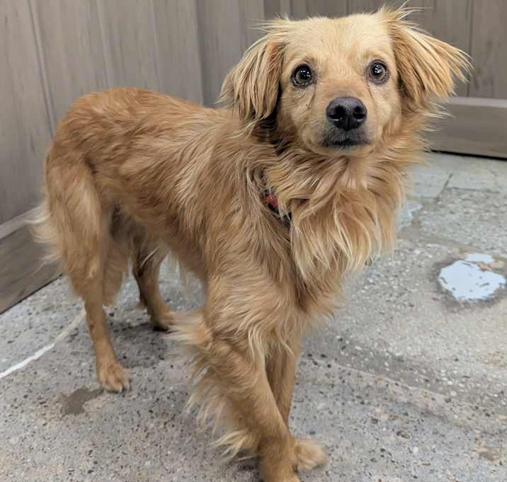 Photo of Pawcasso