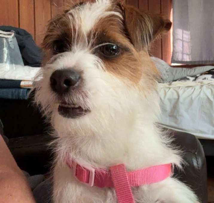 Photo of Laila