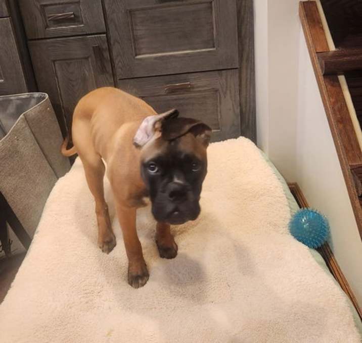Photo of Ranger