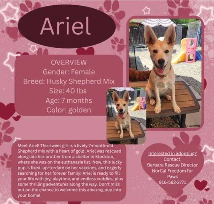 Photo of Ariel