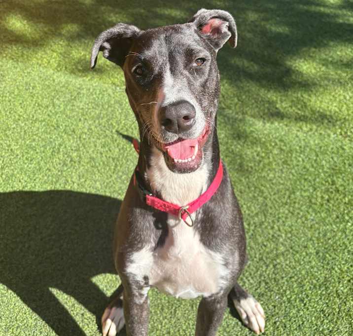 Photo of Corra A2166095