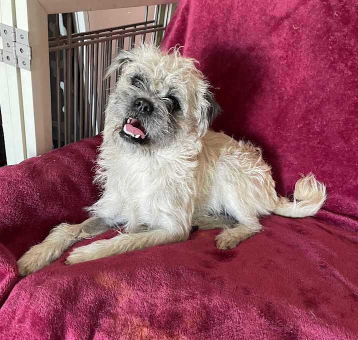 Photo of Benji