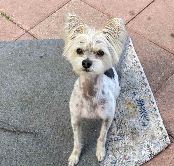 Photo of Chewy