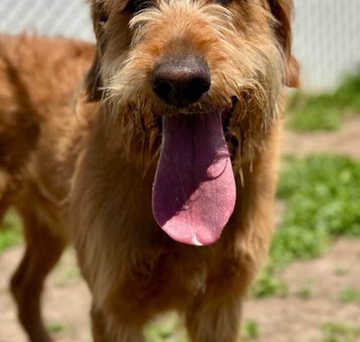 Photo of 88915 Scruffy