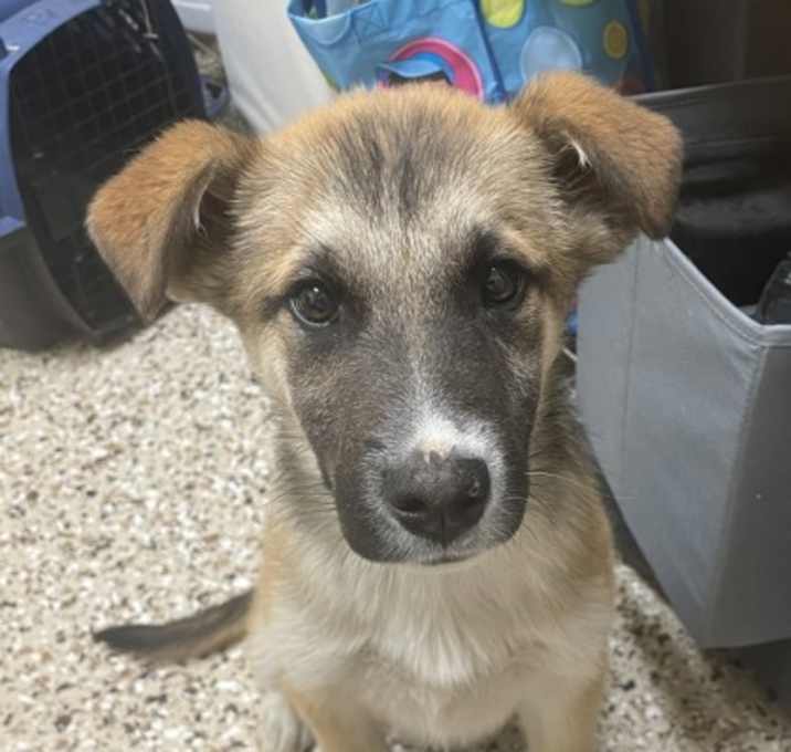 Photo of Barkus Aurelius