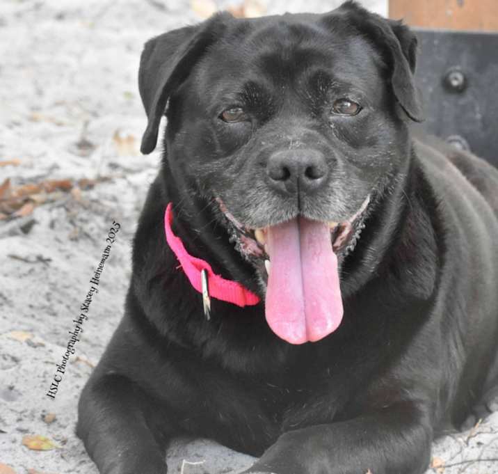 Photo of Lucky