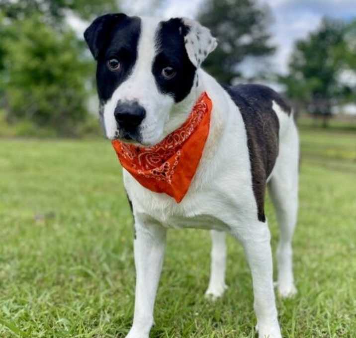 Photo of Domino