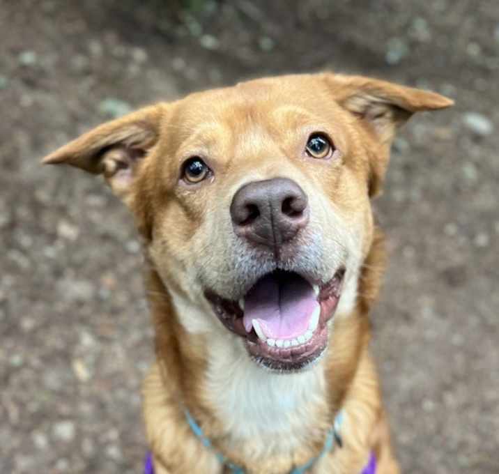 Photo of Buddy
