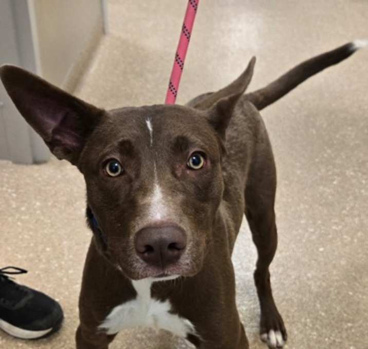 Photo of Hershey