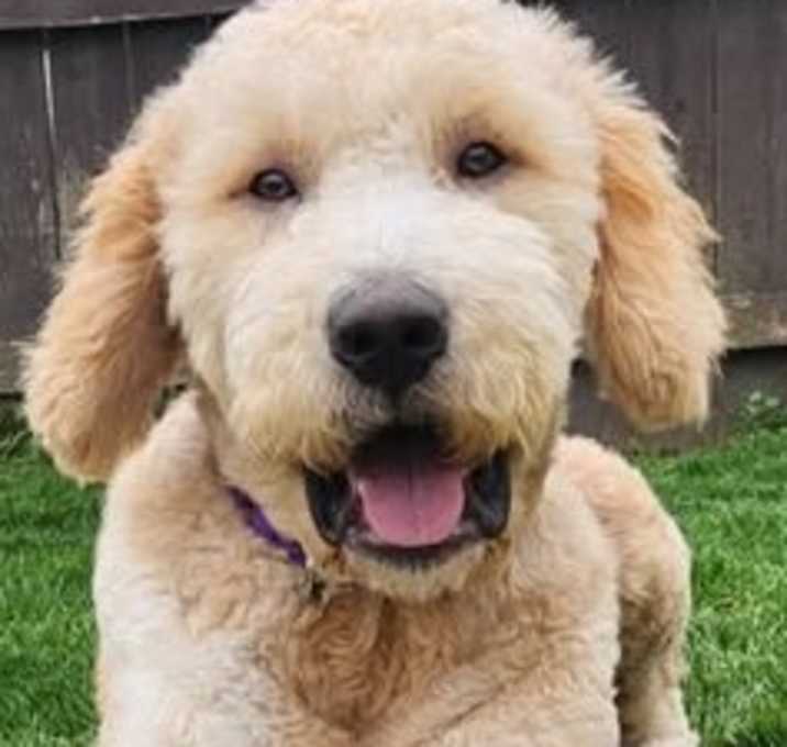 Photo of Bo