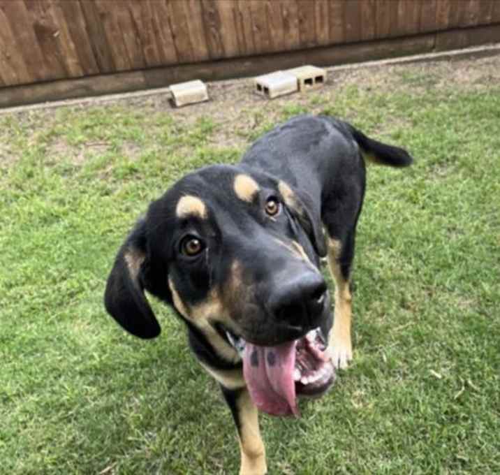 Photo of RANGER