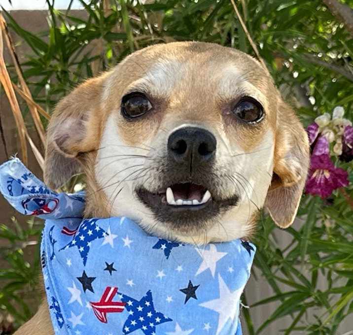 Photo of Trixie