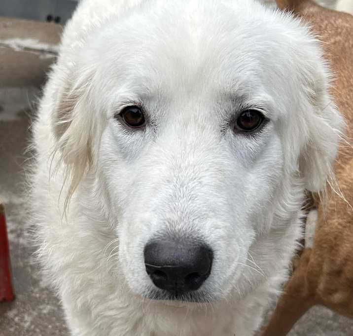 Photo of Petunia