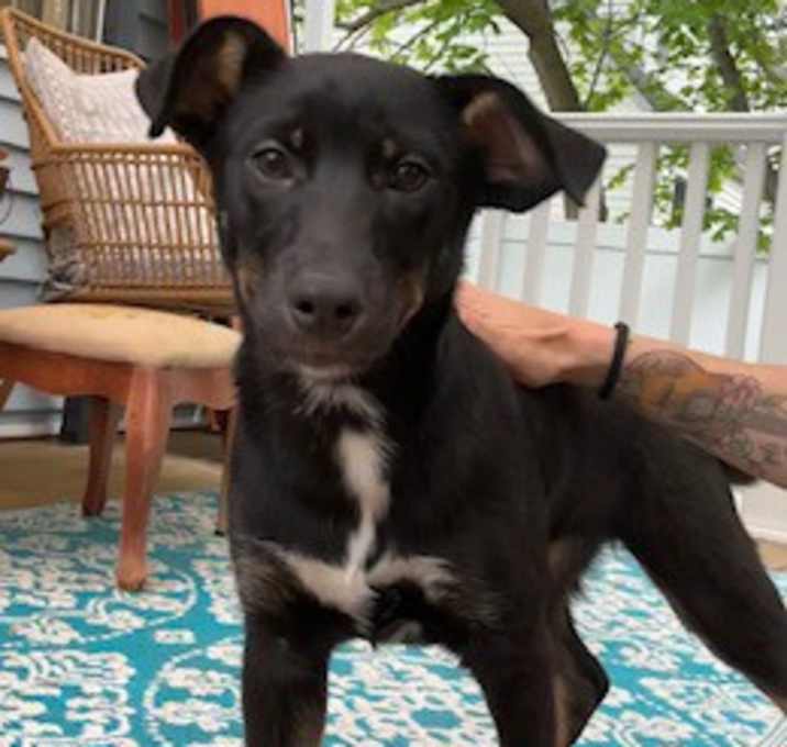 Photo of Indigo