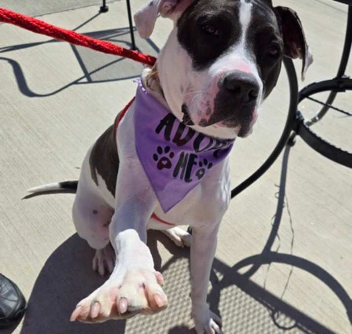 Photo of Bessie (Petsuites)