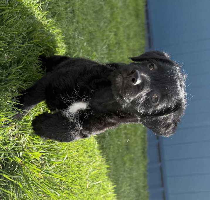 Photo of Rufus