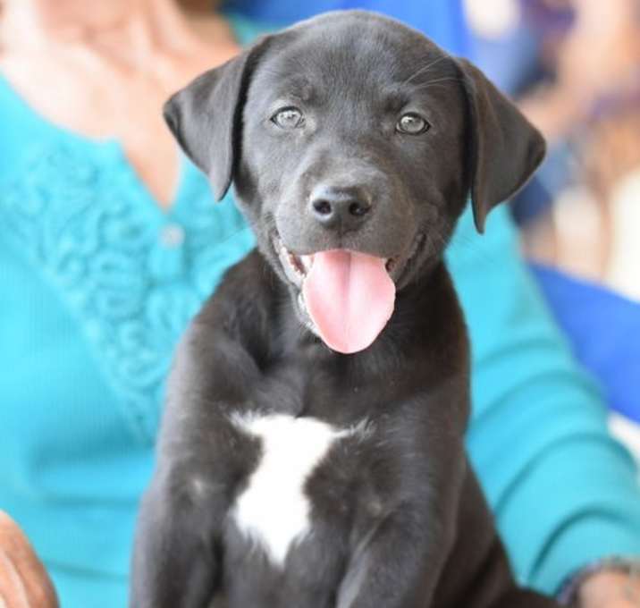 Photo of Sadie