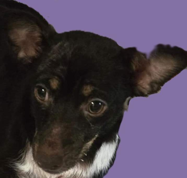 Photo of Paco