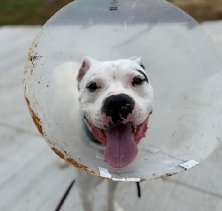Photo of Diesel