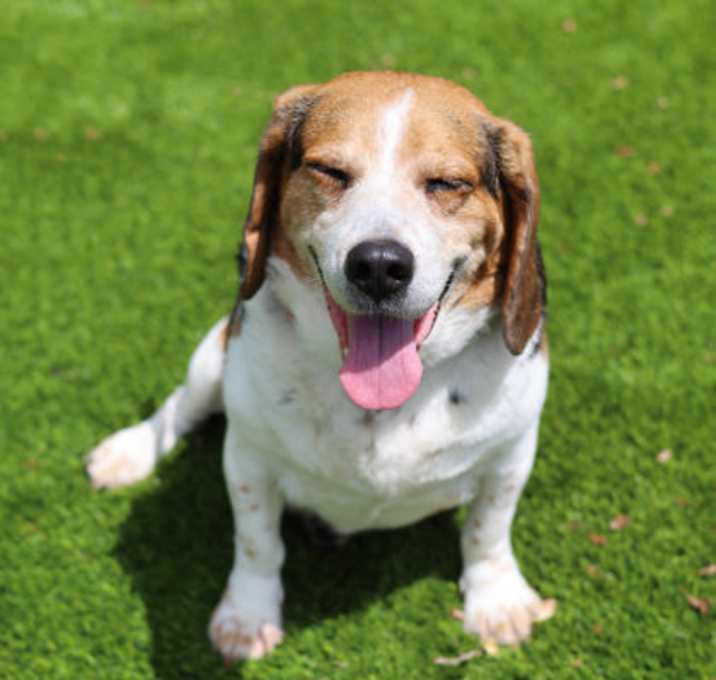 Photo of Ranger
