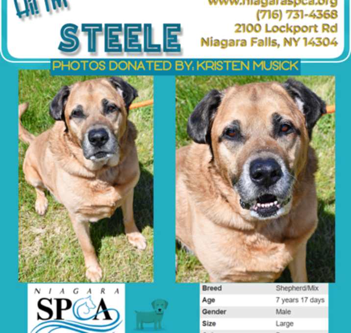 Photo of Steele