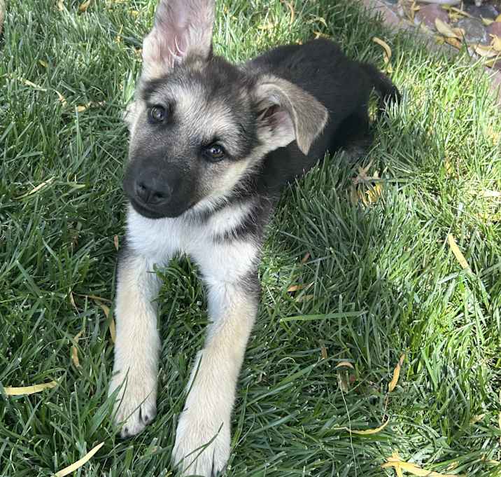 Gracie Photo #1