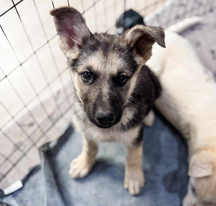 Gracie Photo #2