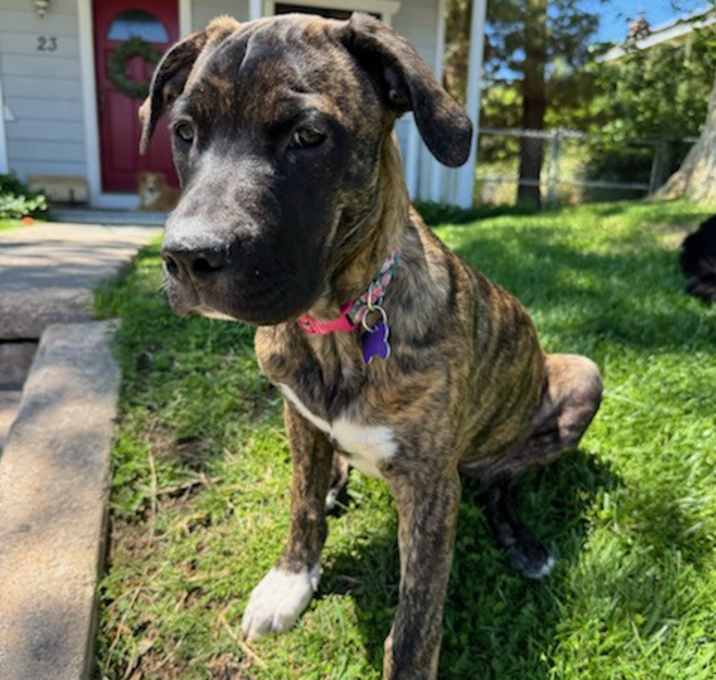 Stella Photo #1