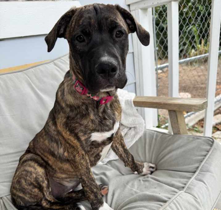 Stella Photo #2