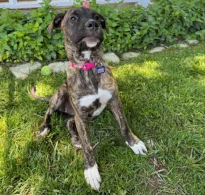 Stella Photo #4