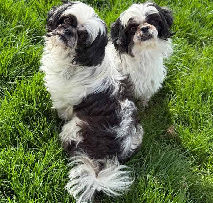 Photo of Mia and Bambi. BONDED