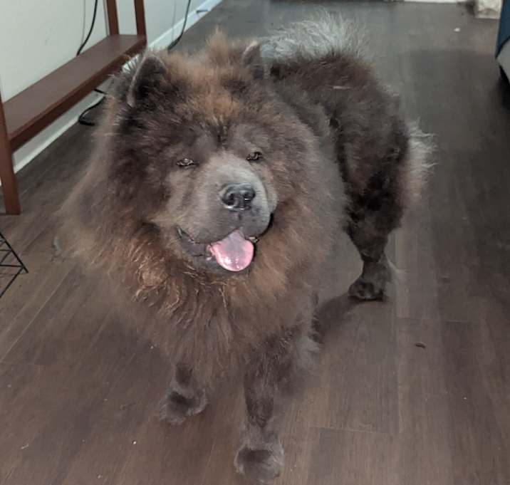 Photo of Bear
