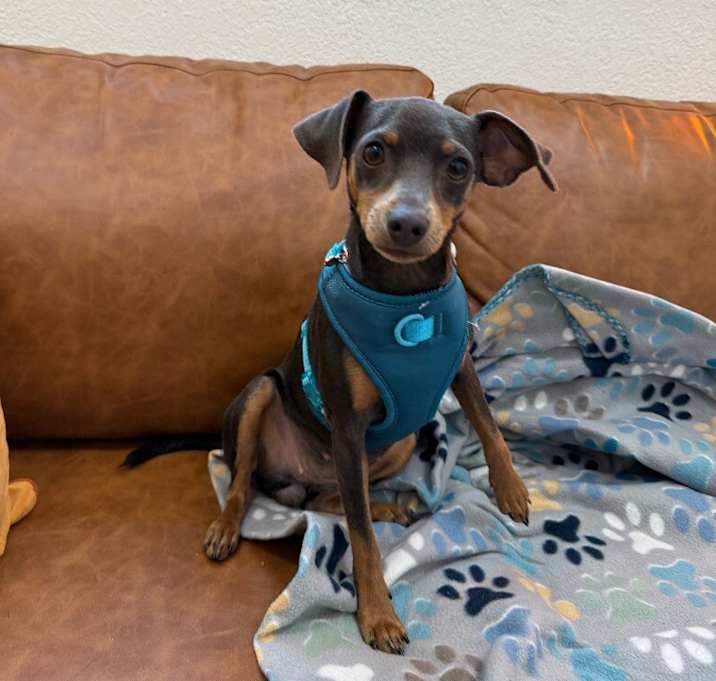 Photo of Leia STAR