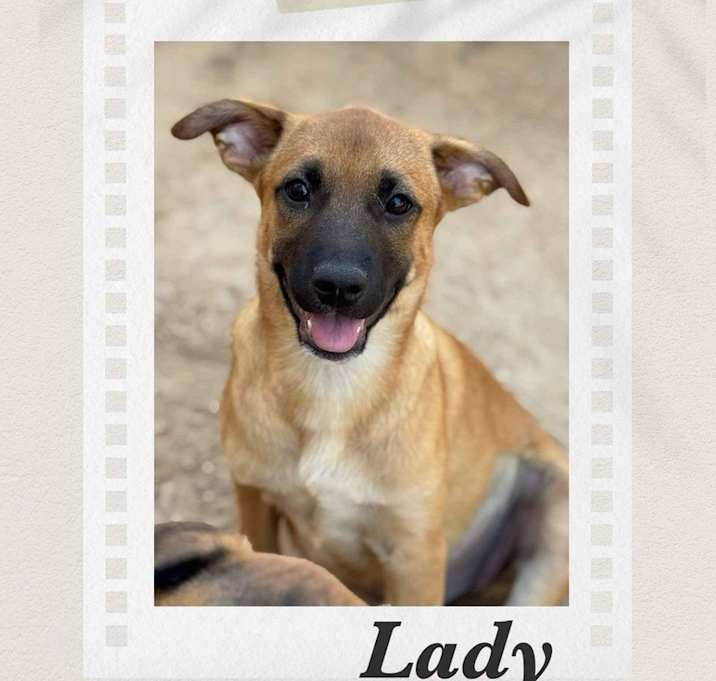 Photo of Lady