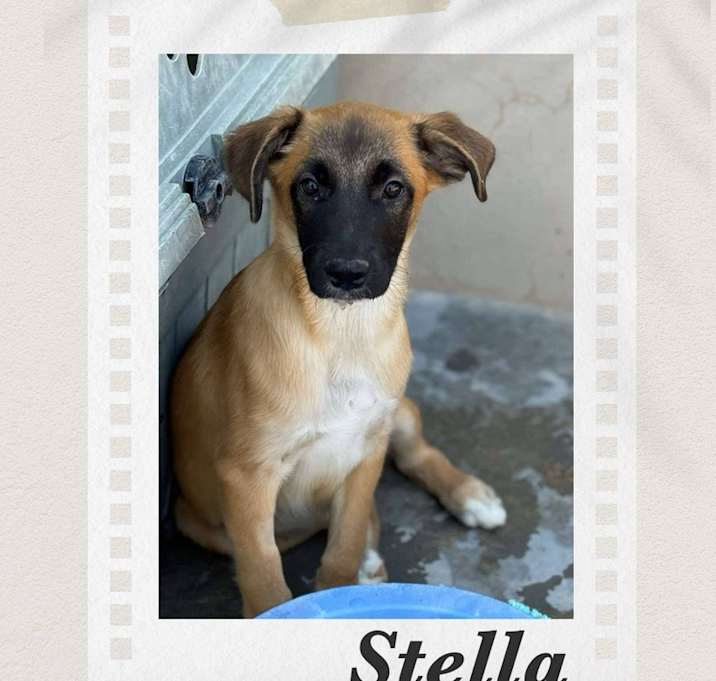 Photo of Stella