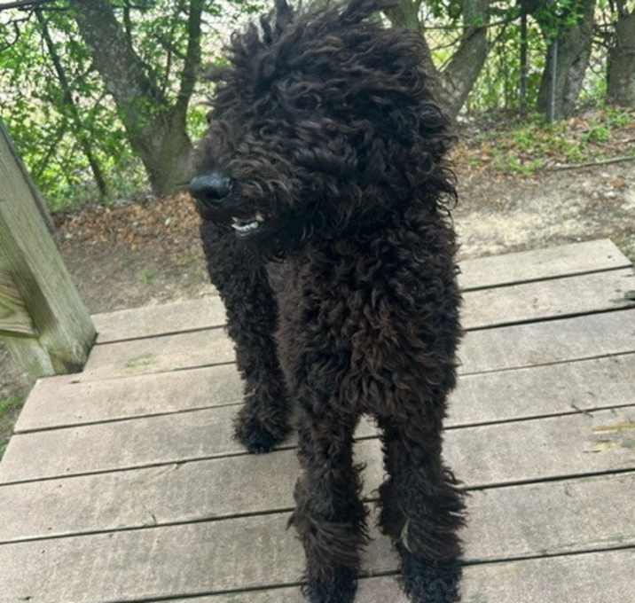 Photo of Blackberry
